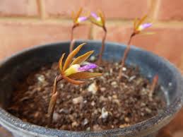 Image result for Nervilia adolphi