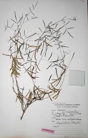 Image result for Indigofera charlieriana