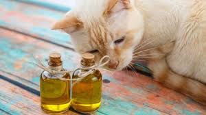 Kedi Parfumu Nasil Secilir Kedilerde Kotu Koku Sorununu Engelleme Kedi Blog