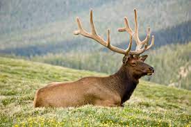 Deer Antler Velvet What Is It How Does It Work