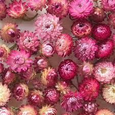 instagram 上的淨子花花deardryflower乾燥花 麥桿菊 dried flowers wedding gifts flowers