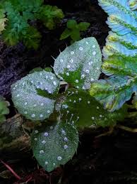 Image result for Calvoa