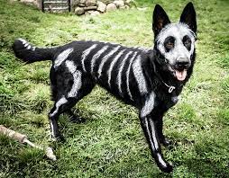 Pet Owners Use Non Toxic Face Paint To Turn Their Animals Into Creepy Skeletons For Halloween Bored Panda