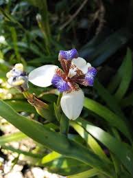 Image result for Neomarica northiana