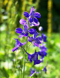 Delphinium Espuela De Caballero Blog Patricia Lopez Diseno Floral