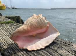 405 Queen Conch Stock Photos, High-Res Pictures, And Images - Getty Images  | Queen Conch Eyes, Queen Conch Shell
