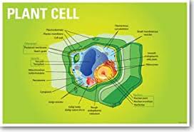 Check spelling or type a new query. Amazon Com Animal Cell Poster