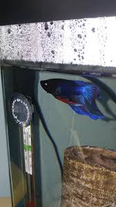 Have I Overfed My Fish More Info In The Comments Bettafish