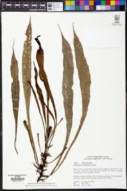 Image result for Asplenium angolense