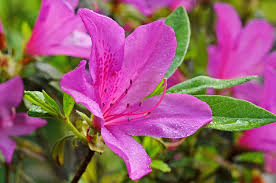 En sérigraphie ou en quadrichromie à partir de 100 exemplaires. Azalee Rhododendron Graines Graines De Fleurs A Feuilles Exotiques Fleurs Hardy Vivaces Pour Balcon Beautytalk Jardin Jardin Pots De Fleurs
