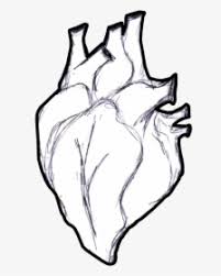 All png & cliparts images on nicepng are best quality. Drawing Realistic Heart Png Download Realistic Human Heart Art Transparent Png Transparent Png Image Pngitem