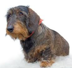 Dachshund Wirehaired Wire Haired Dachshund Dachshund Puppies For Sale Minature Dachshund