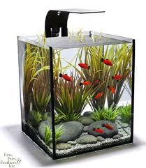 Ecoxotic Ecopico 5 Gallon Desktop Aquarium W Led Fixture Marine Depot Small Fish Tanks Aquarium Design Aquarium Fish