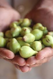 The fruit identification web page: Top Ten Top End Native Edible Plants