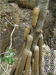 Image result for Pandanus sp. B