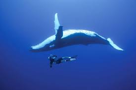 Bucket List 1 Dive With Whales In The Kingdom Of Tonga Whale Humpback Whale Ocean Creatures
