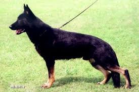 Falk von den Wölfen