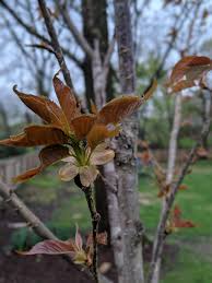 Also known as the japanese flowering cherry or kanzan, the kwanzan cherry tree is a fruitless and sterile plant that boasts stunning beauty. Pre Blossom Kwanzan Cherry Tree 2019