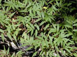 Image result for Oplismenus