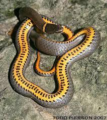 Pin On Reptiles Amphibians