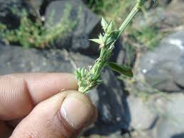 Image result for Dicliptera verticillata