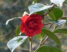 How To Grow Camellia