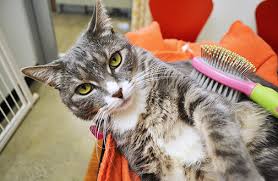 See cat paws stock video clips. General Cat Care Aspca