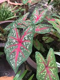 To keep them blooming, fertilize your caladiums once per month during the. Caladium Bulb Kaeo Morakot Elephant Ear Heart Of Jesus Angel Wings Colourful Other Seeds Bulbs Yard Garden Outdoor Living