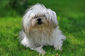 But, how long is the average maltese lifespan? Maltese Pomeranian Beddiz Flickr