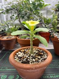 Image result for Pterodiscus aurantiacus