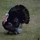 Sherwood Forest Assn Annual Turkey Trot and ICA event image
