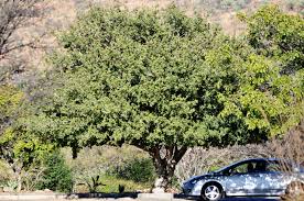 Image result for Pappea capensis