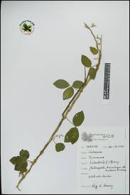 Image result for Teramnus labialis