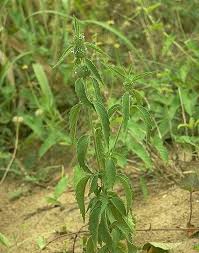 Image result for Leucas martinicensis