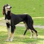 PuppyFind | Saluki Puppies for Sale