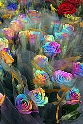 1,038,146 matches including pictures of crayon and palette. Rainbow Rose Wikipedia