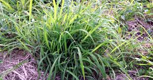 Image result for Panicum maximum