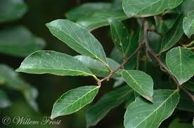 Image result for Antidesma venosum