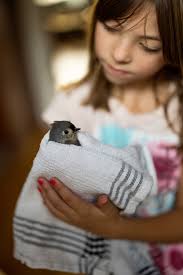 Rescue of a mouse from a cat encounter in North Kingstown, RI