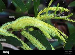 Image result for Acacia mangium