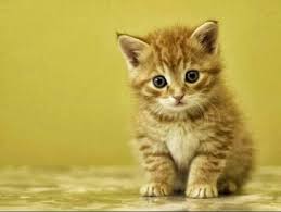 Hasil gambar untuk kucing