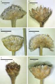 Image result for Mesanthemum africanum