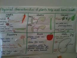 Anchor Chart Of Plant Characteristics Meeting Basic Needs Plant Science Science Anchor Charts Math Connections