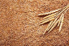 A realizat o medie de 8 400 kg/ha si se poate cultiva in zona favorabila pentru cultura graului de toamna din intreaga. CultivÄƒ Grau Profitabil Tehnologia De CulturÄƒ De La A La Z Revista Ferma