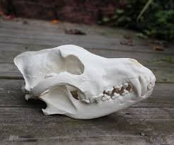 Wolf Skull Replica Wolf Skull Animal Skulls Skull