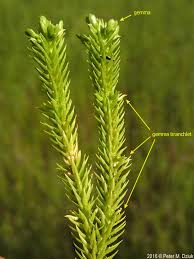 Image result for Huperzia bampsiana