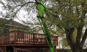 Maybe you would like to learn more about one of these? Tree Care Removal Service Arborists Palatine Il