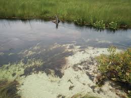 Image result for Hydrostachys polymorpha