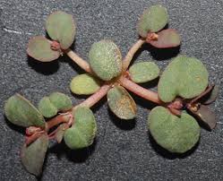 Image result for Euphorbia depauperata