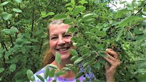 Image result for indiánská borůvka obrázek